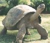 https-elderlawprofblog-lexblogplatformfour-com-wp-content-uploads-sites-995-migrated-galapagostortoise-jpg