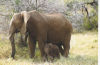 https-contractsprofblog-lexblogplatformfour-com-wp-content-uploads-sites-978-migrated-800pxbaby_elephants3-jpg