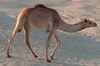 Camel1