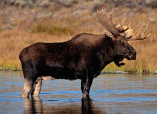 Moose