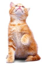 Orange Kitten