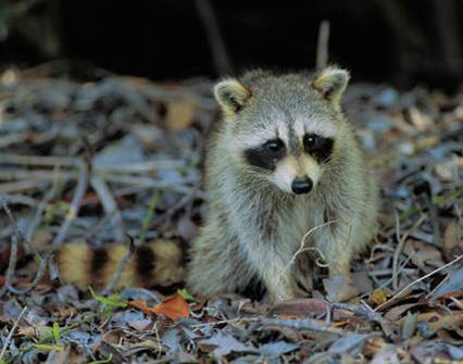 Raccoon