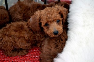 Young puppy