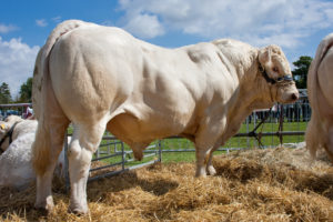 bull