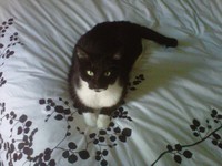 July pet of the month2.jpg