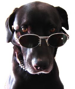 dog-glasses.jpg