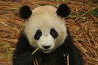 panda.jpg
