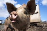 pig.jpg