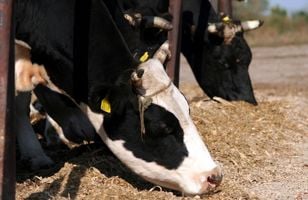 animalfeedabx-featured.jpg