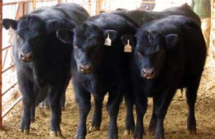 clonedcows-featured.jpg