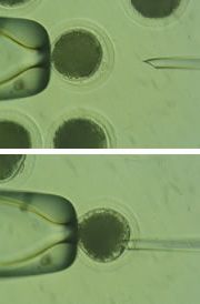 cloning_pipette-featured.jpg