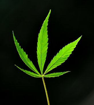 Marijuana Leaf.jpg