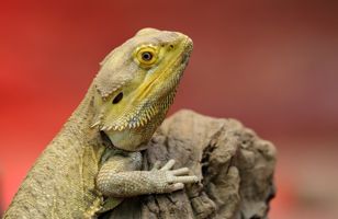 beardeddragon-featured.jpg
