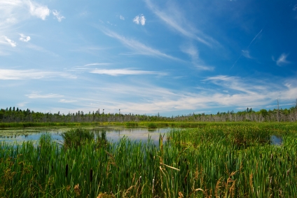DJB wetlands blog photo