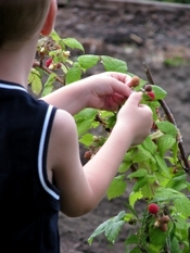 https-blog-clarkeyoung-com-files-2014-03-1381644_kid_picking_raspberries_from_the_bush-thumb-jpg