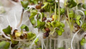 sproutsmold-350.jpg