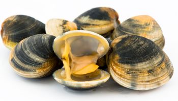 raw-clams-350.jpg
