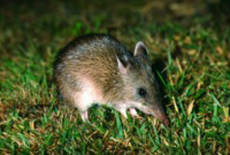 Bandicoot.jpg