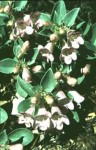 Parachute beardtongue