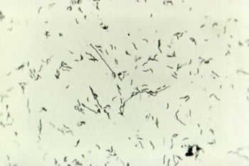 Campylobacter1.jpg