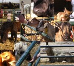 petting_zoo-150x133