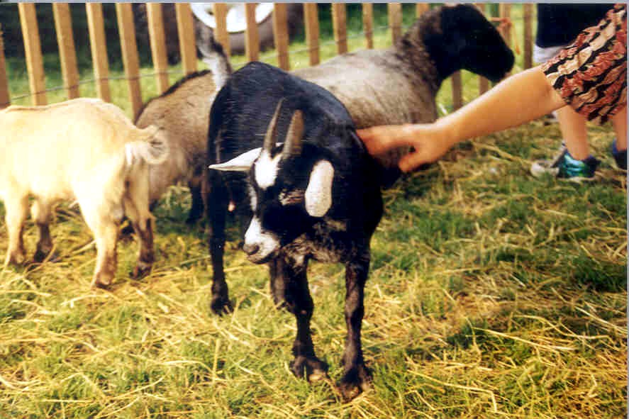 pettingzoo10