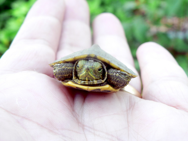 red-eared-slider