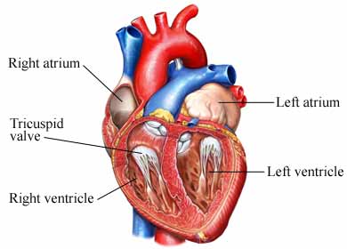Paxil Lawyer SSRI Lawsuit SSRI Birth Defect Attorney Tricuspid Valve Stenosis (c) 2009 nucleus medical art, inc.