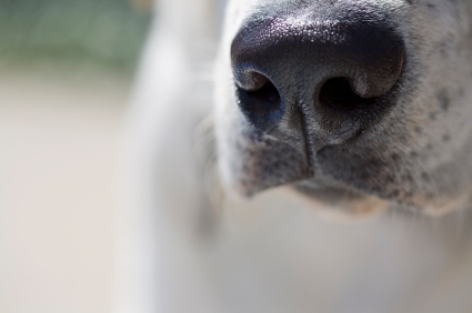 https-petlawblog-wordpress-com-wp-content-uploads-2013-03-istock_000014567690xsmall-jpgw300h199