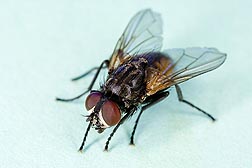 CommonHouseFly