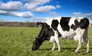 http-foodsafetynewsfullservice-marlersites-com-files-2013-05-dairycow-grazing-406-300x184-jpg