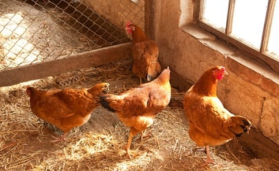http-foodsafetynewsfullservice-marlersites-com-files-2013-10-hens-in-hen-house-406-1-jpg