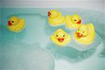 ducks