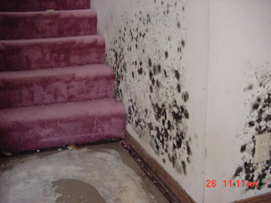 https-www-friscodwilawyer-com-uploads-image-mold-jpg