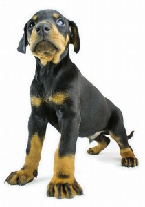 Puppy