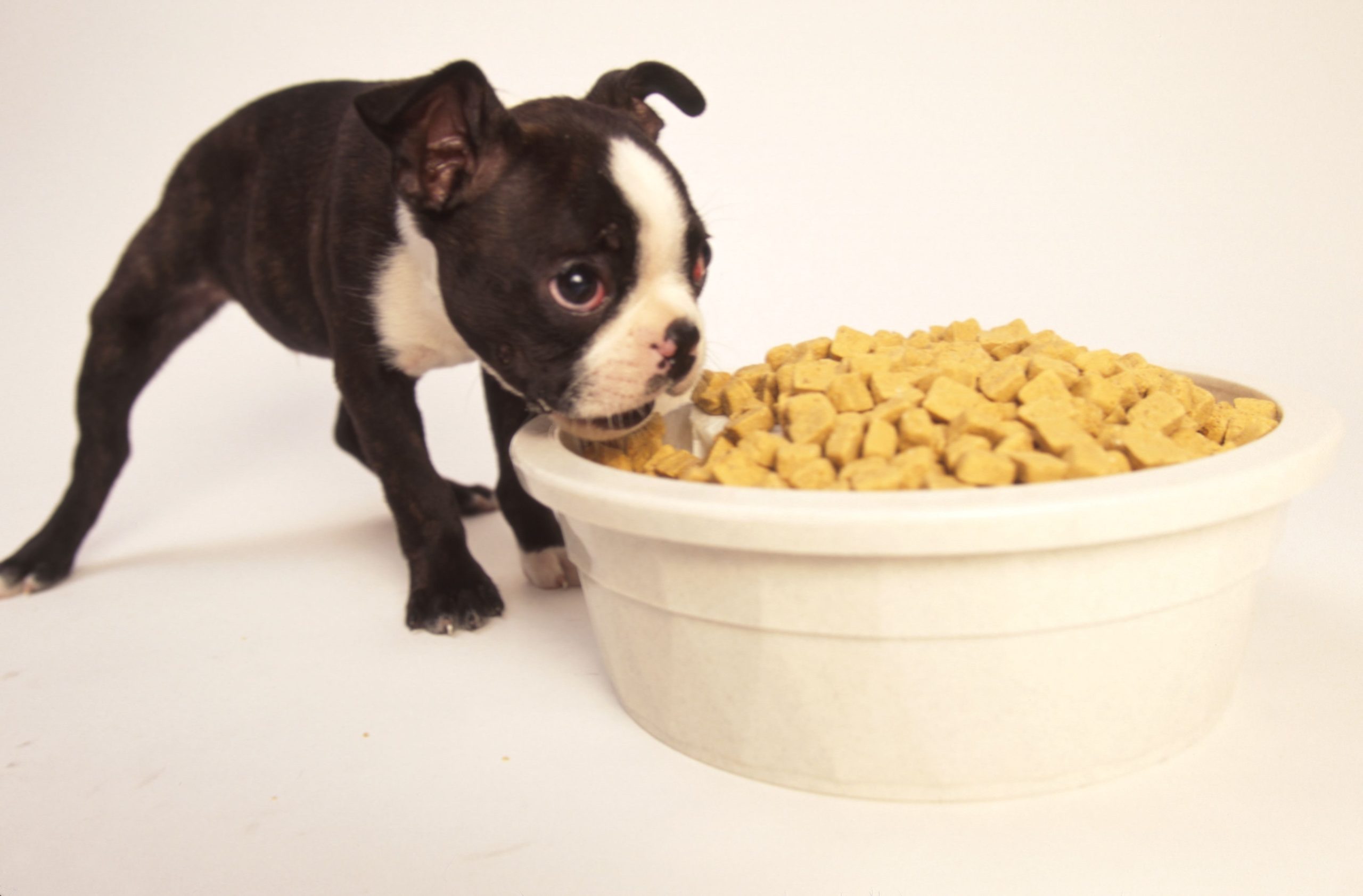dog food