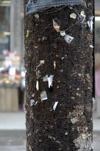 Well stapled telephone pole