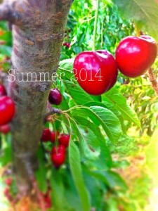 Cherry Tree