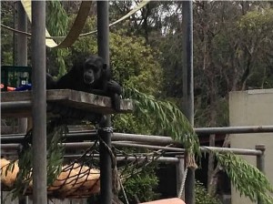 Monkeys