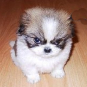 https-accessdefense-files-wordpress-com-2014-10-chien-mechant2-jpgw550