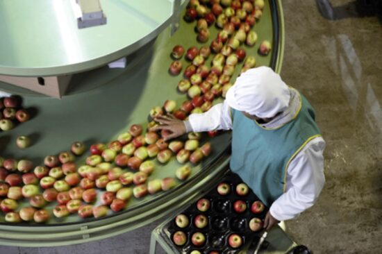 https-freethsmanchesterbusinessblog-wordpress-com-wp-content-uploads-2014-11-food-2-apples-conveyor-belt-jpgw584h389