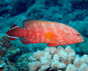 Red Grouper