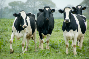 Cows