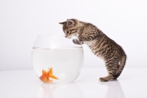 Copyright: / 123RF Stock Photo