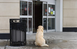 (Photo) Dog Outside Window