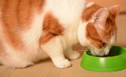 Cat eating