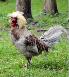 Fancy chicken