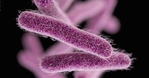 102557636-Shigella.1910x1000