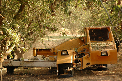http://www.dreamstime.com/stock-photos-almond-tree-harvest-time-image13879093