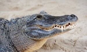 alligator2